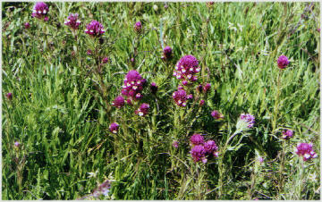 Image of Owl's Clover